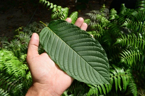 Kratom kaufen